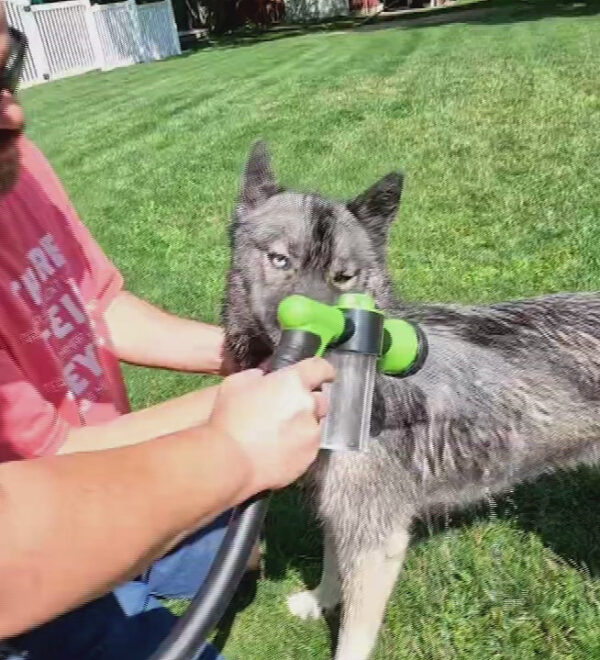 High-Pressure Pet Shower Sprayer